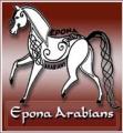 Epona Arabians and Shire Sports Horses Company Information on Ask A Merchant